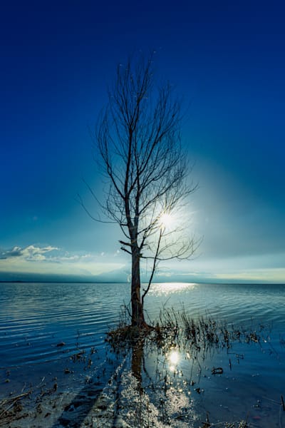 Whispers Of Stillness Tree Photography Art | Marcus Johnson Photography