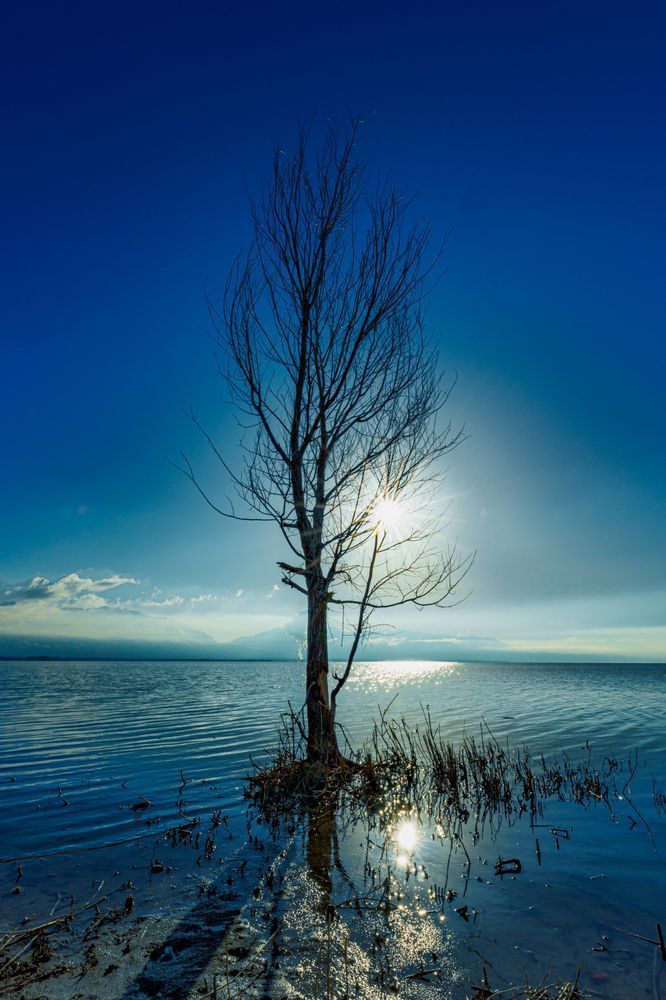 Whispers Of Stillness Tree Photography Art | Marcus Johnson Photography