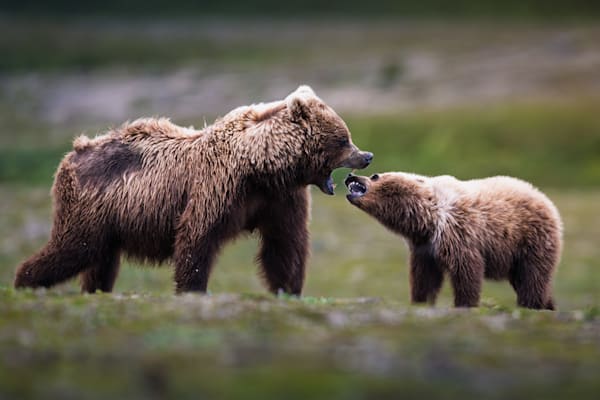 Wild Conversation Photography Art | Marcus Johnson Photography