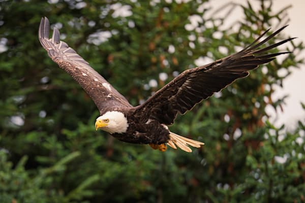 Winged Resolve Photography Art | Marcus Johnson Photography