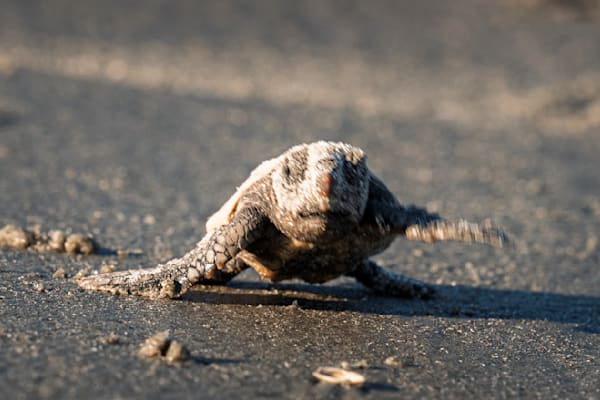 Wildlife