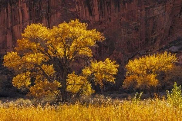 Cottonwood Glow