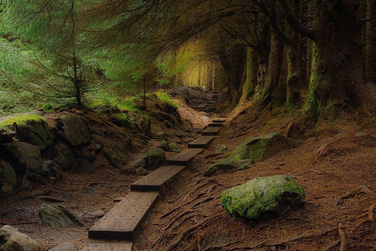 Forests and Waters