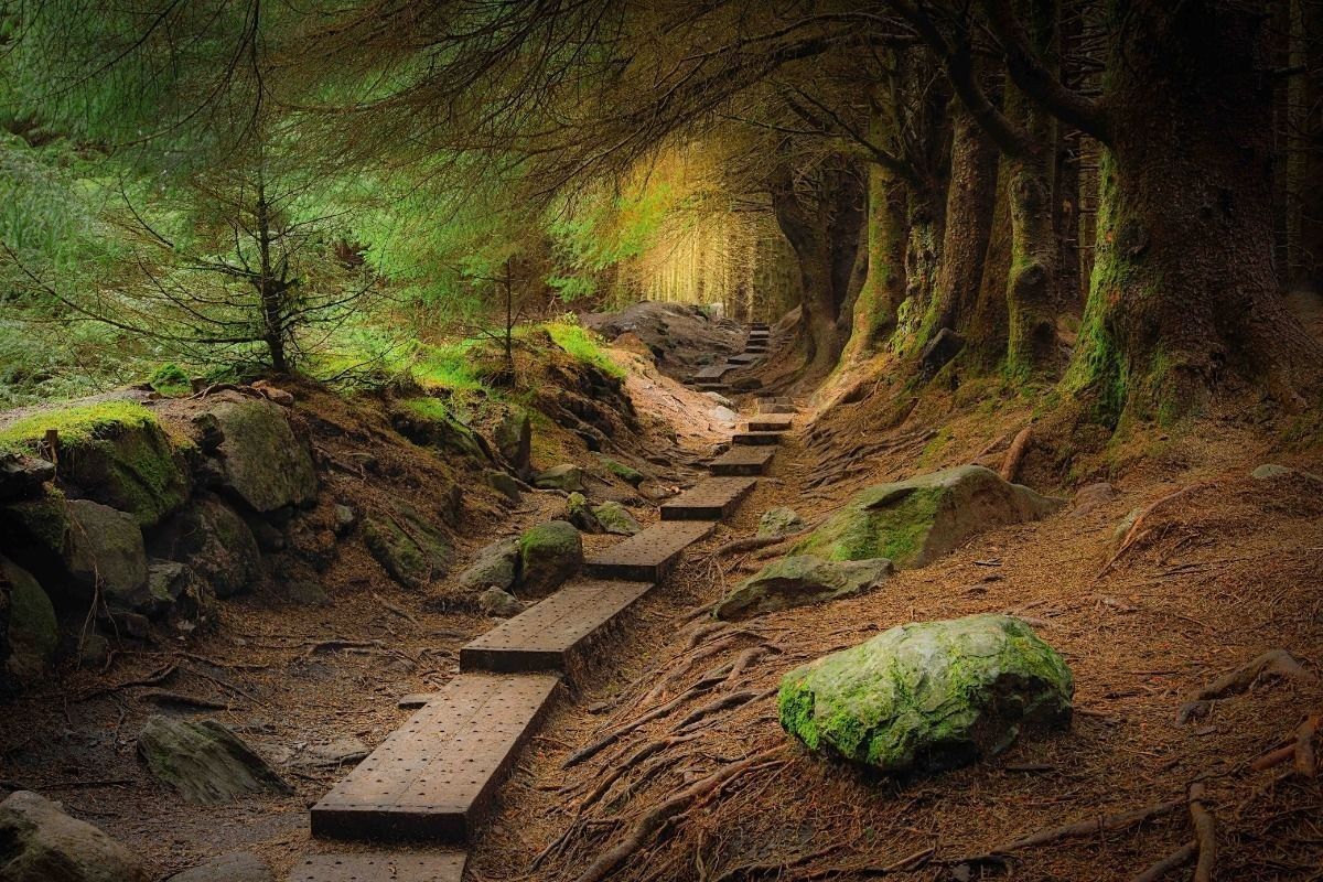 Forests and Waters