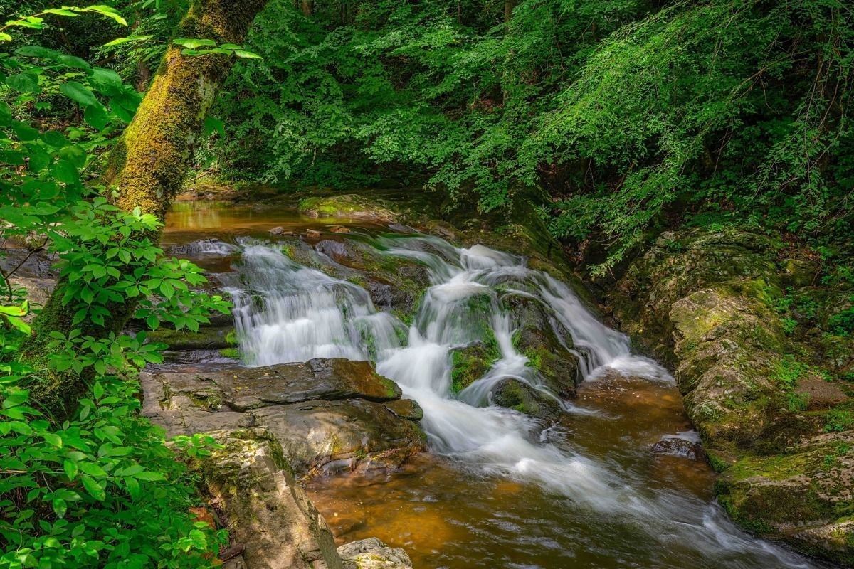 Forests and Waters
