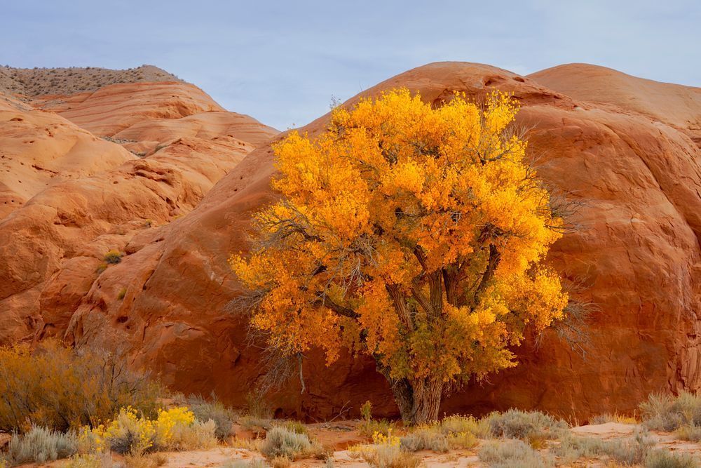 Cottonwood Vignette