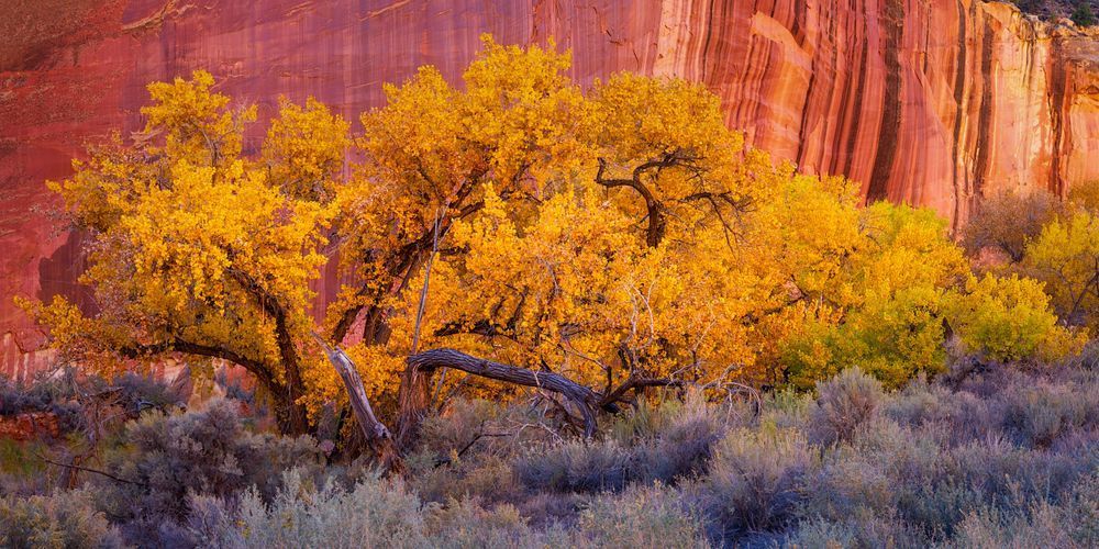 Desert Landscapes