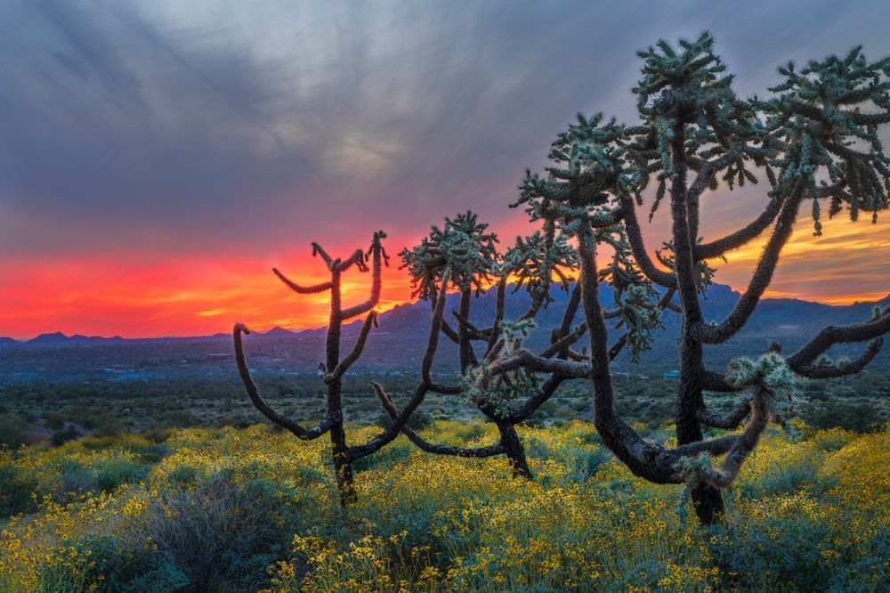 Cholla Grove - Vibrant Desert Sunset Photography