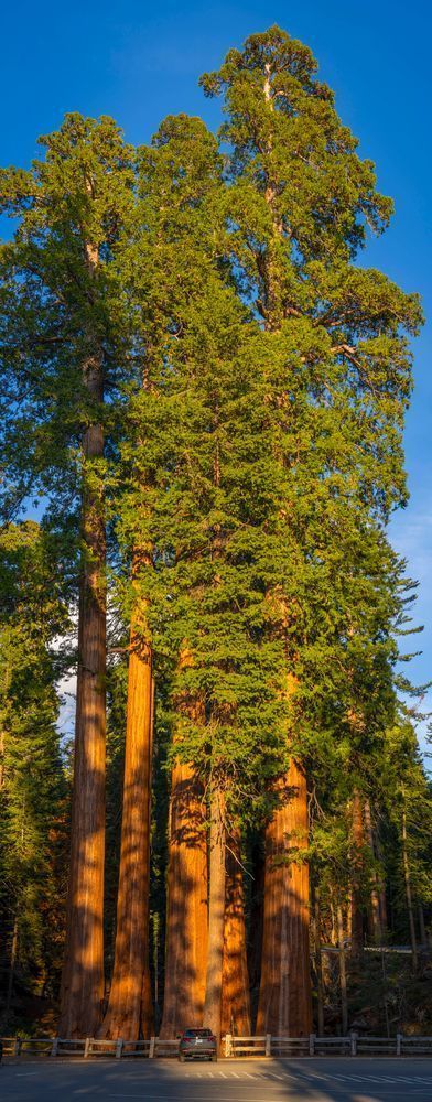 A Cluster of Giants - Sequoia Photography from King's Canyon
