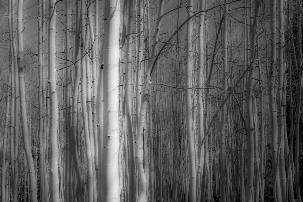 Aspen Grove - Black and White Forest Photography
