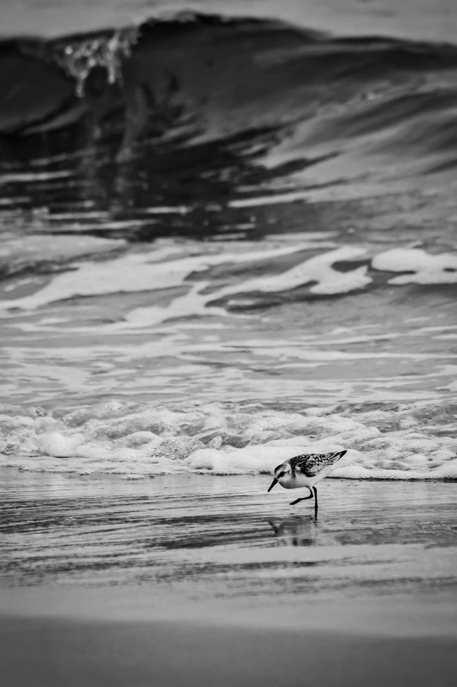 Alone - Black and White Sandpiper Photography