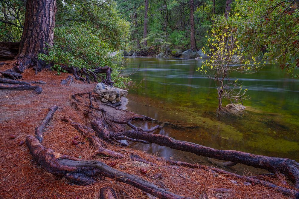 Along the River Bank - Serene Nature Photography