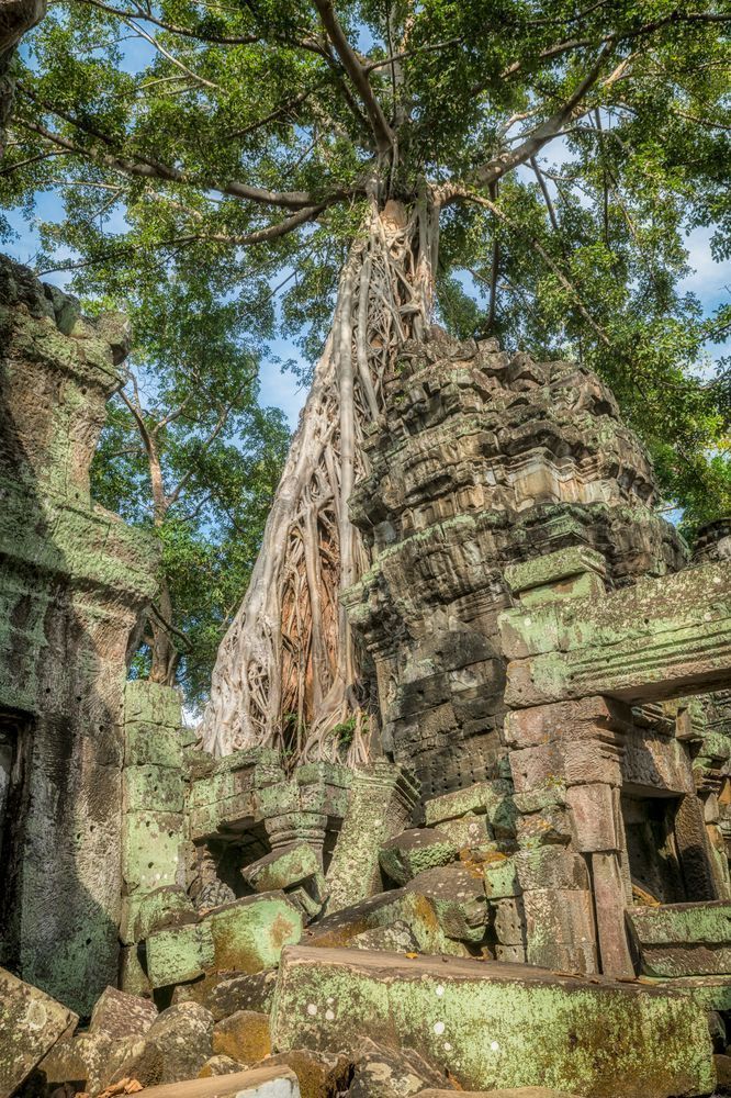 From Out of the Ruins - Ta Prohm Ruins Photography