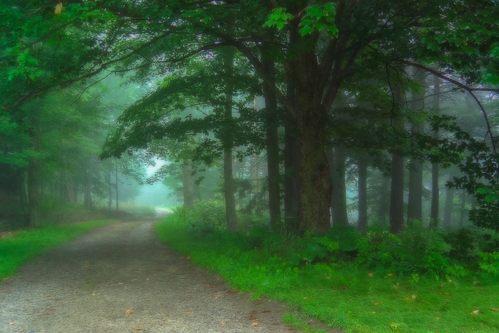 Forest Path - Serene Nature Photography