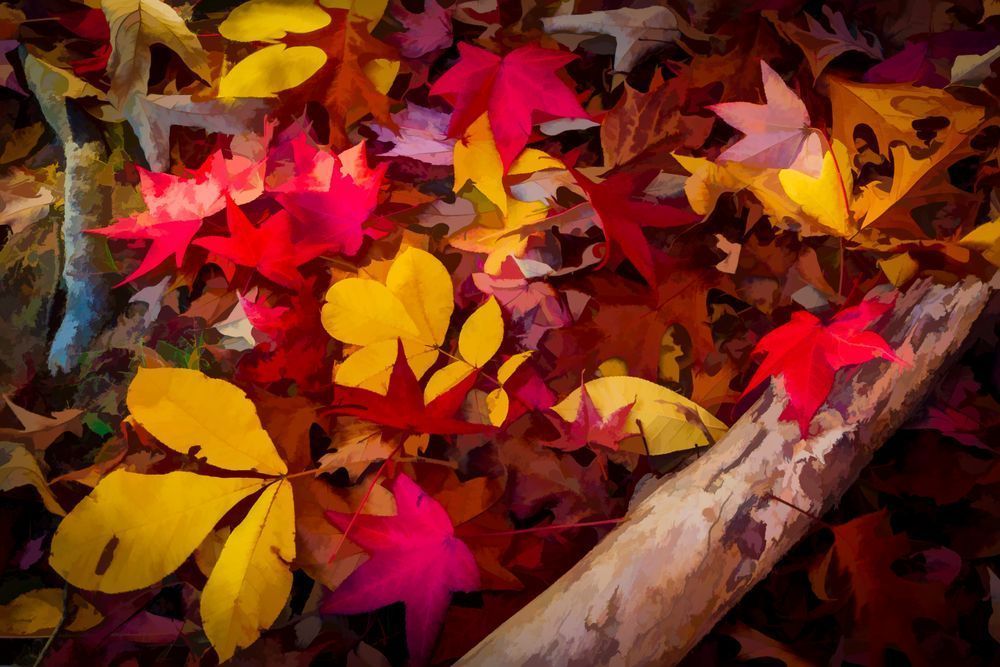 Evidence of Fall - Vibrant Autumn Leaves Photography