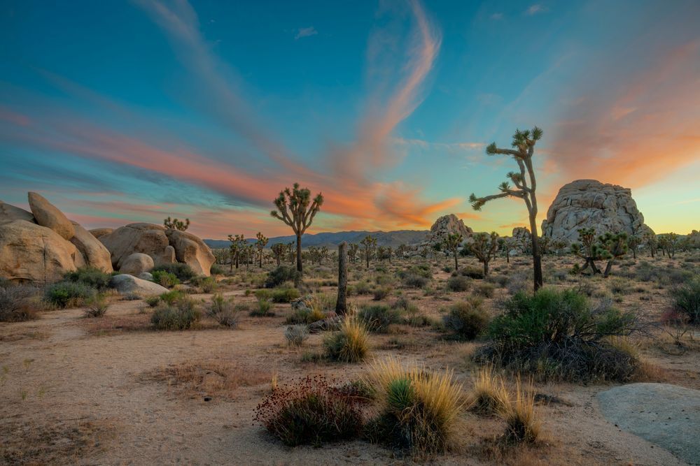 Joshua Tree Sunset - Vibrant Desert Landscape Photography