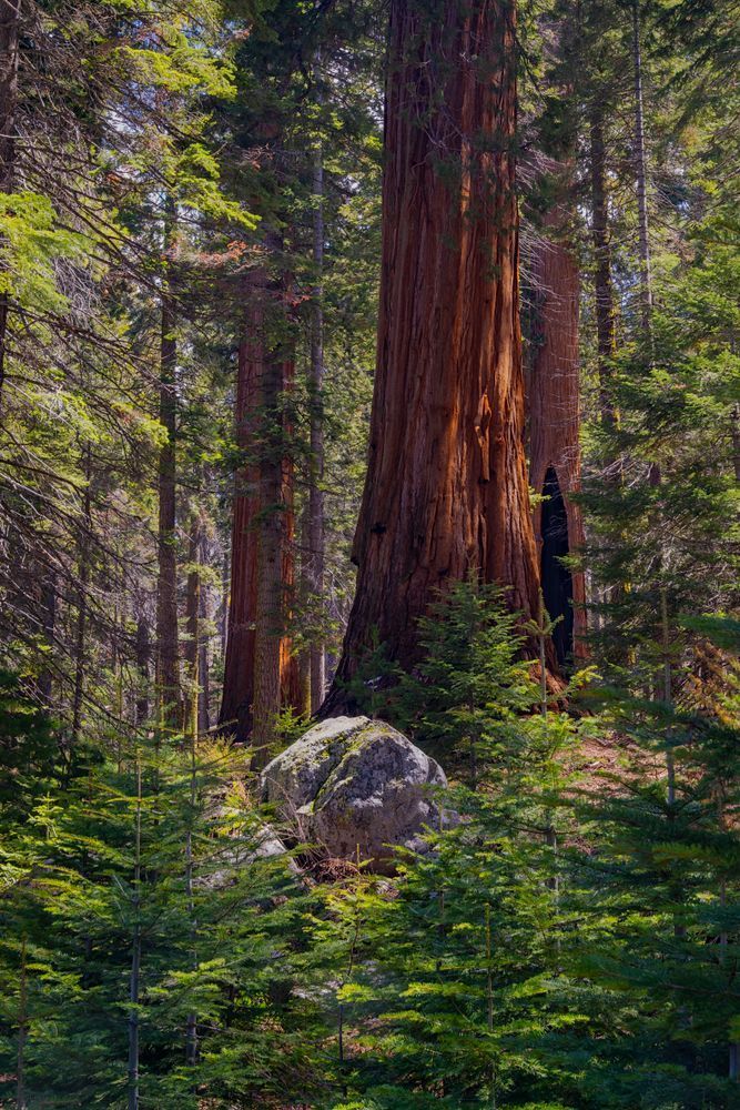 Hiding in the Woods - Serene Sequoia Photography