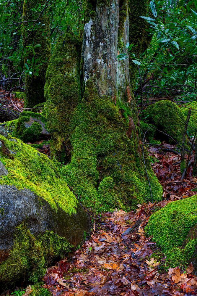 Of Moss and Leaves - Tranquil Yosemite Photography