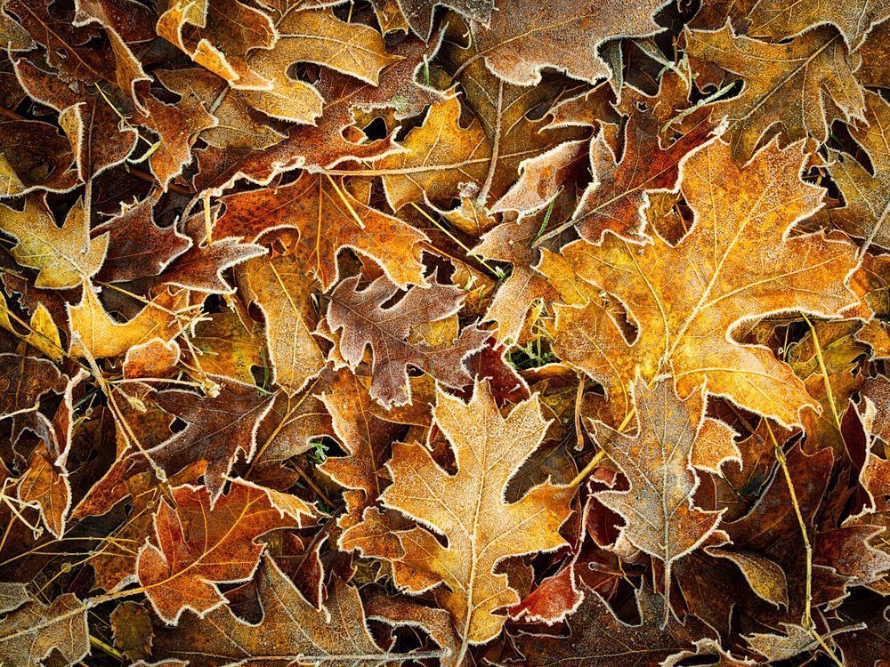 Of Browns and Golds: Autumn Leaves Photography