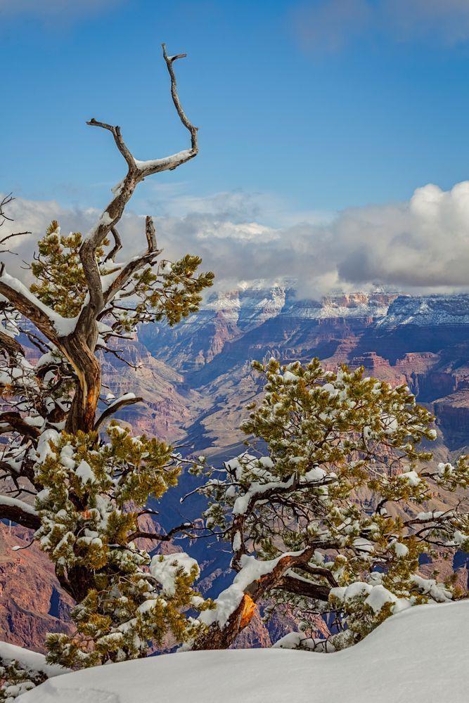 Old Canyon Pine - Serene Grand Canyon Landscape Photography
