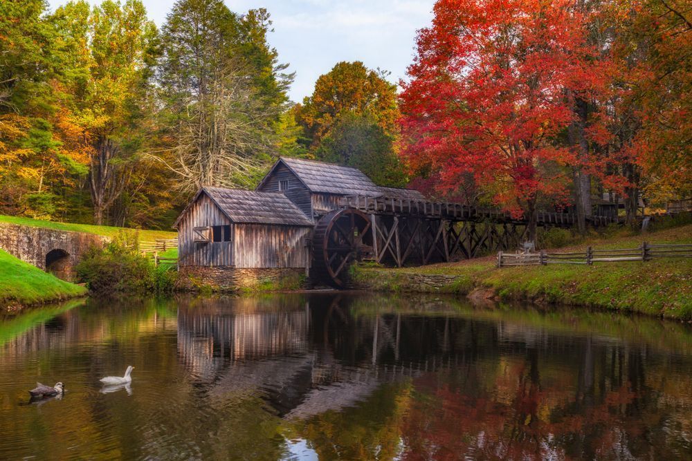 Mabry Mill Ducks - Tranquil Nature Photography