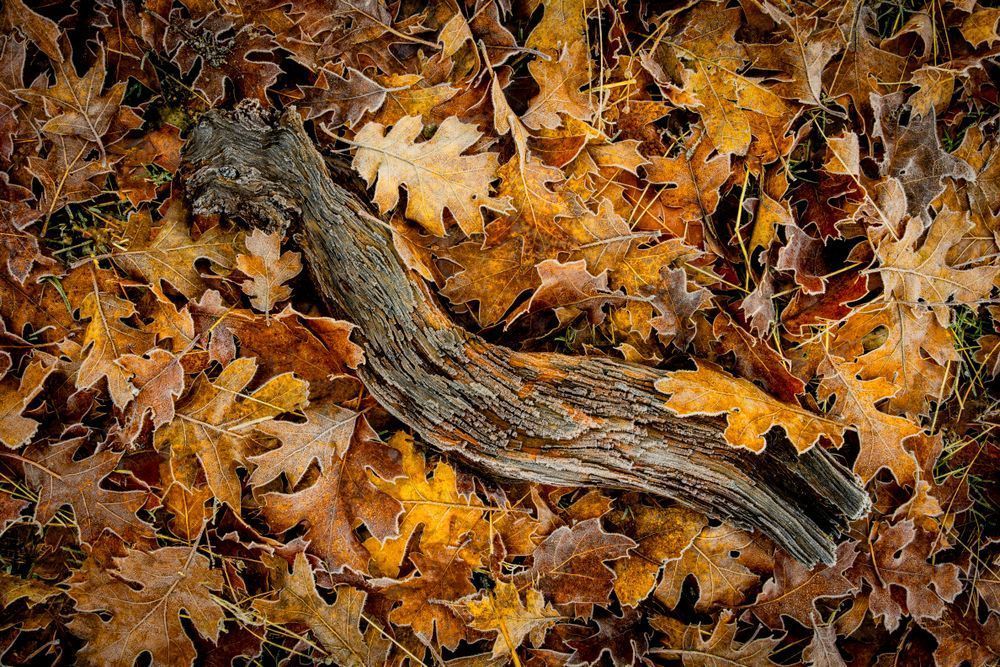 Reminder of Fall - Fall Leaves Photography