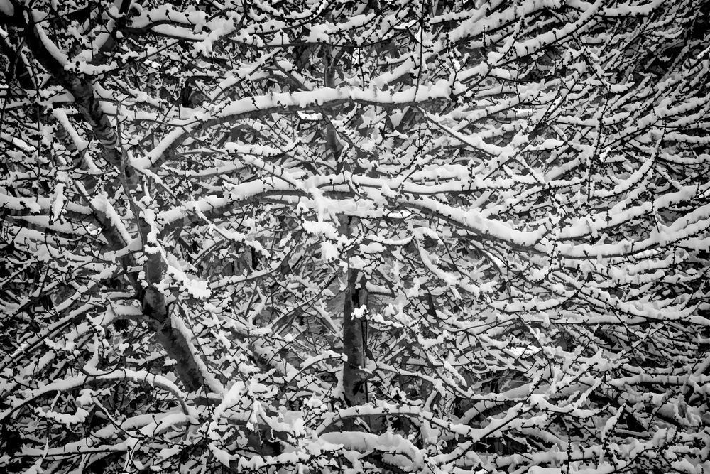 Snow Covered