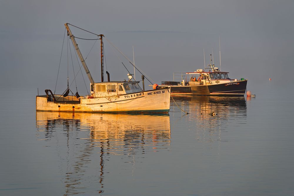 Peering out of the Fog - Maine Coastal Photography