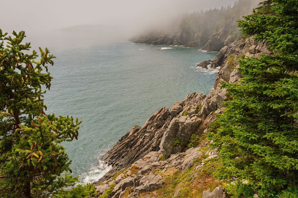 Peering out from the Trees - Coastal Photography from Maine