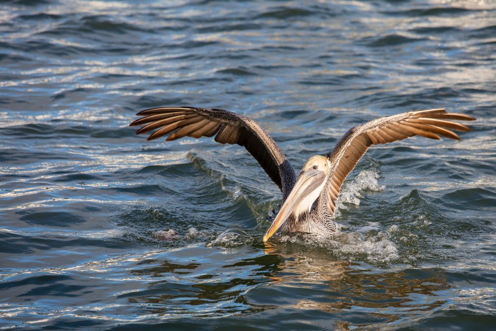 Water Landing