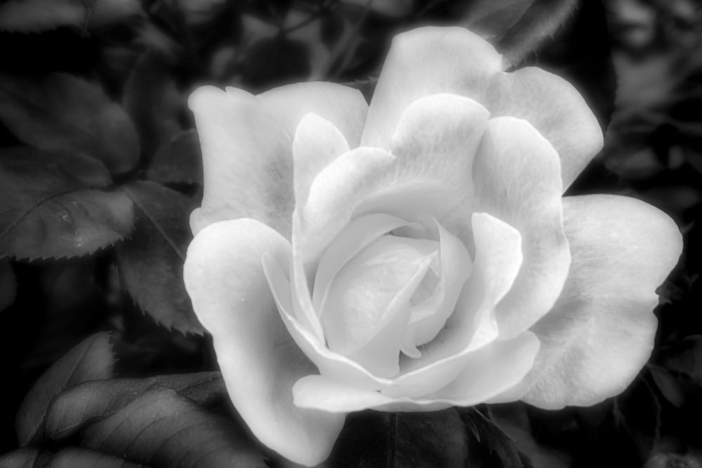White Rose