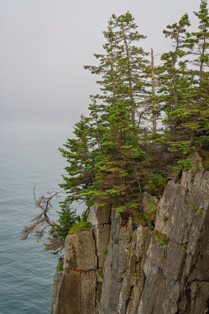 Tenacity - Coastal Photography of Maine's Resilient Trees