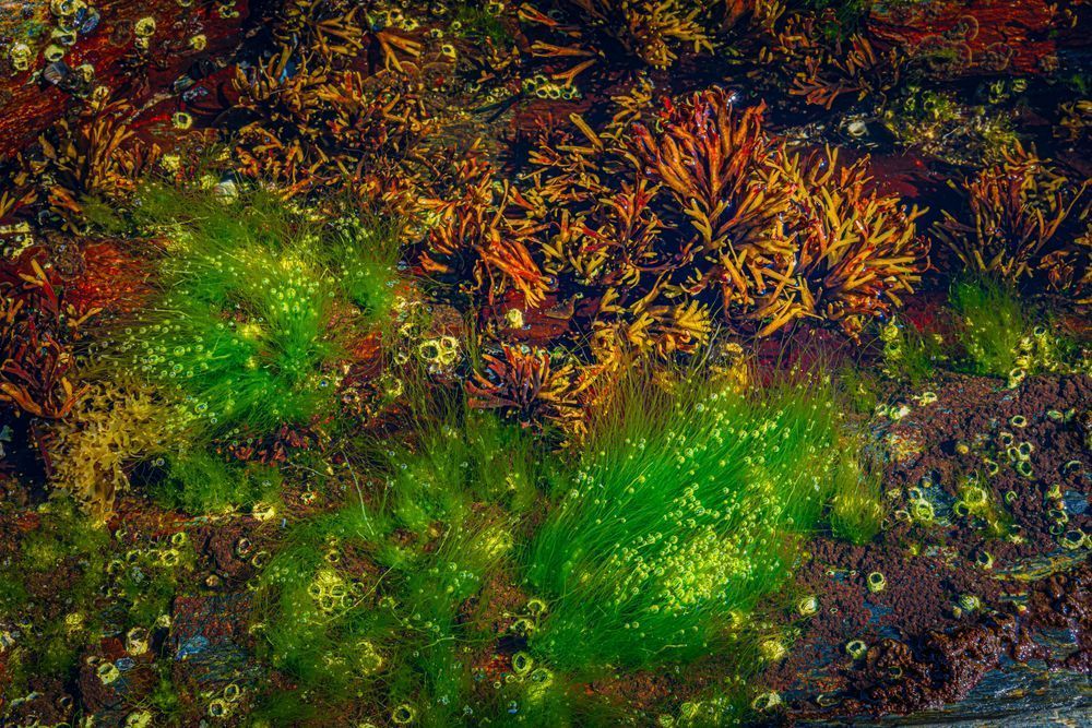 Tidal Pool Life - Vibrant Marine Photography