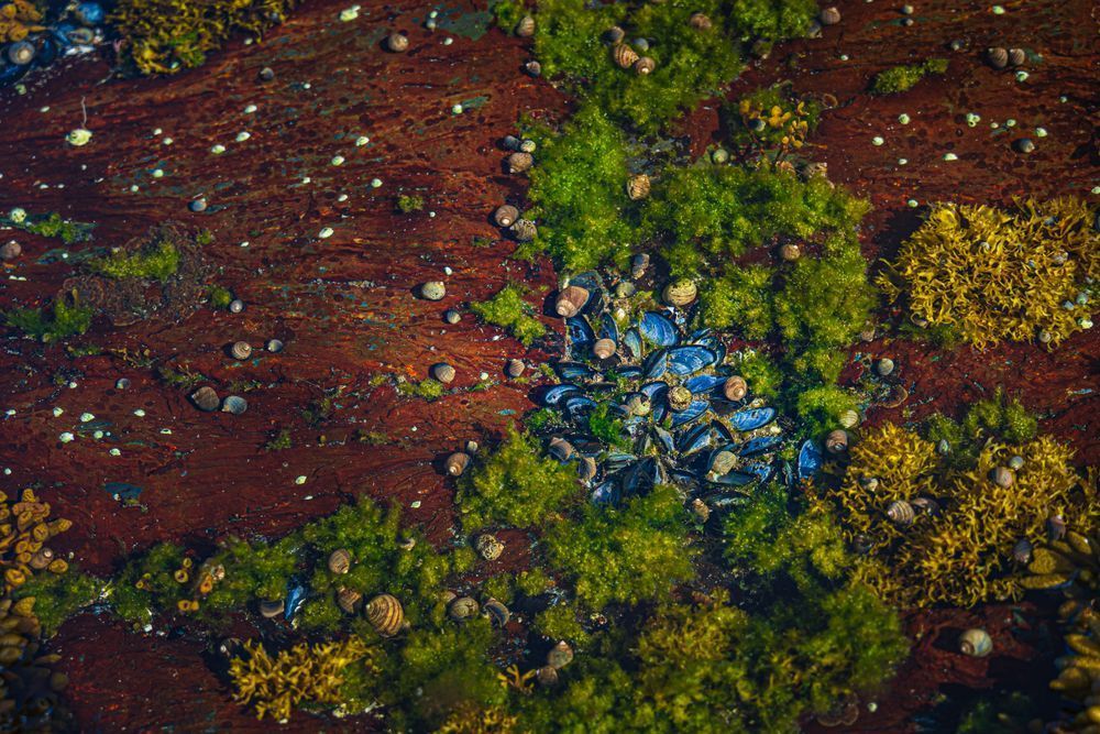 Tidal Pool Mussels - Vibrant Coastal Photography