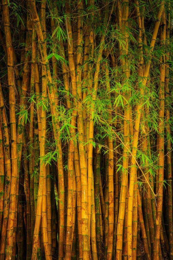 Golden Serenity - Bamboo Photography