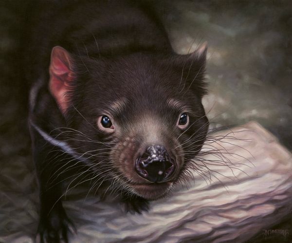 Animals