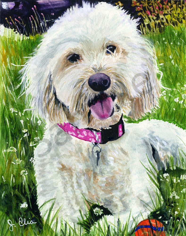 Maltese With Ball Art | Artistry By Night