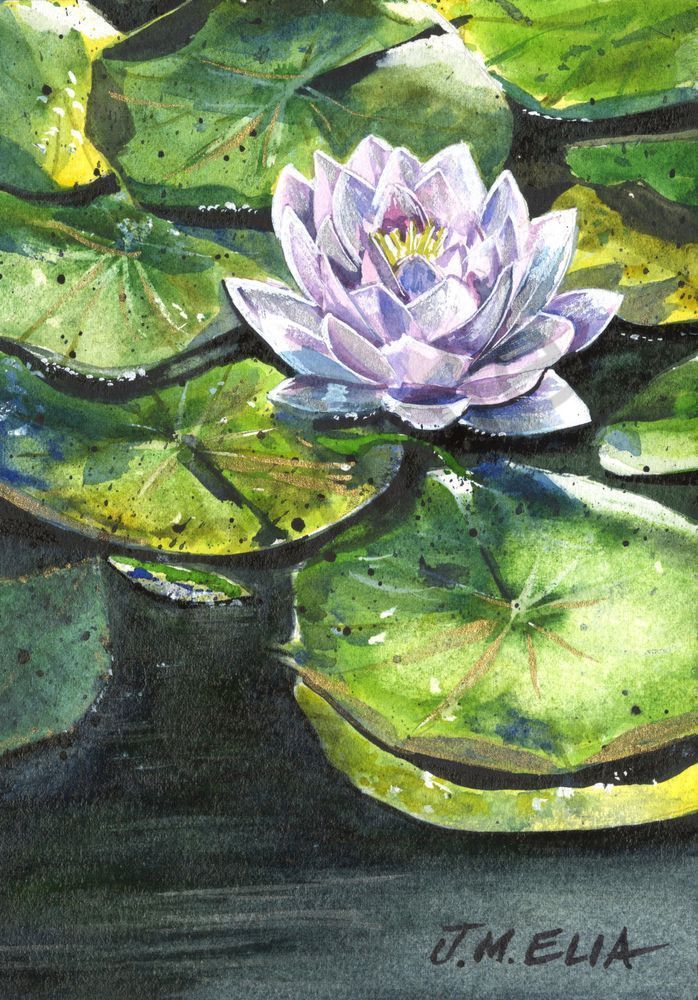 Lily's Blush Art | Artistry By Night