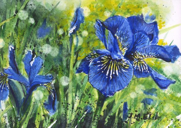 Versicolor Valor Art | Artistry By Night