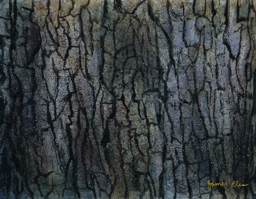 Tree Bark Study Art | Artistry By Night