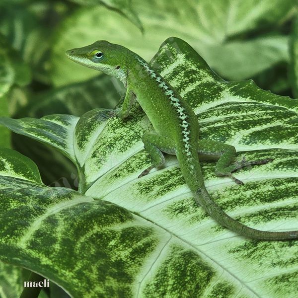 Camouflage Green Lizard