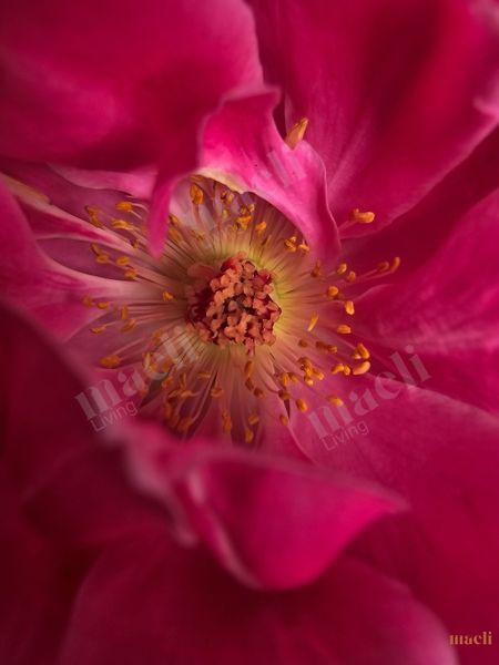 Closeup of dark Pink Rose