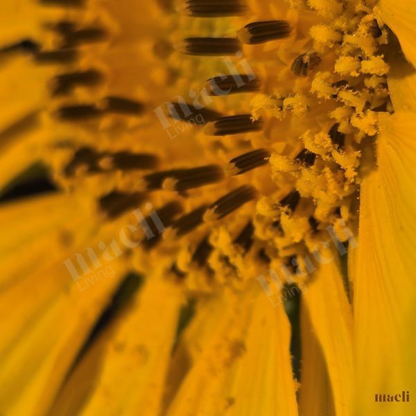 A bees dream come true- Sunflower Pollen