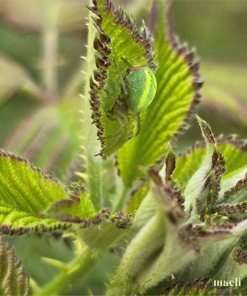 Green Spider