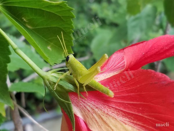 Green Grasshopper