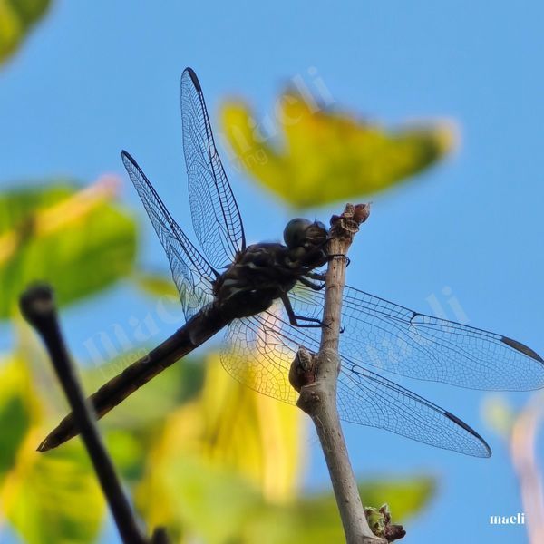 Dragonfly Wings