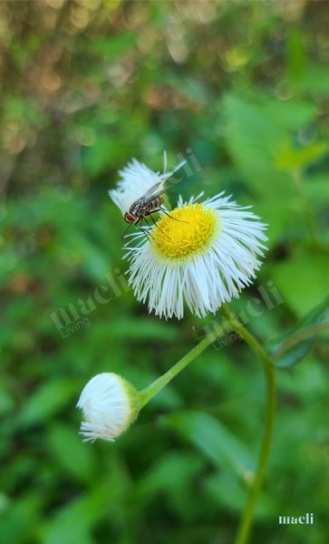 Just a Fly and a flower