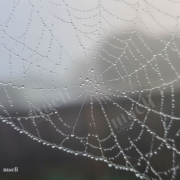 Jeweled Web