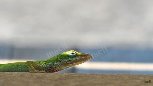 Cute Creatures