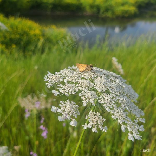 Moth and Queen Annes Lace